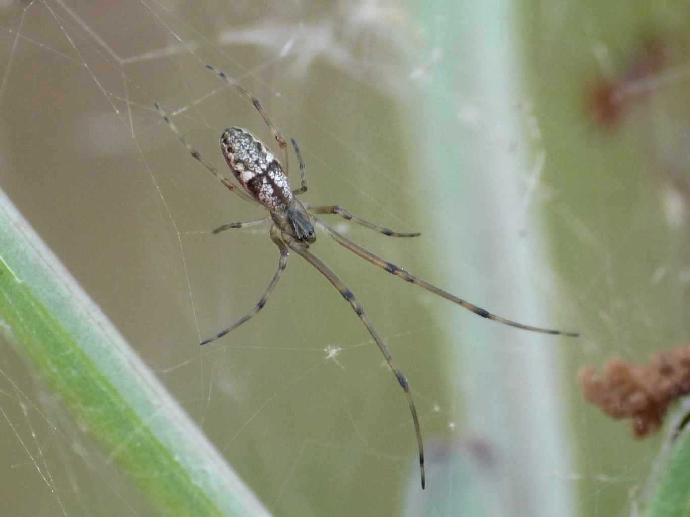 Piccolo Tetragnatha - Palau (OT)